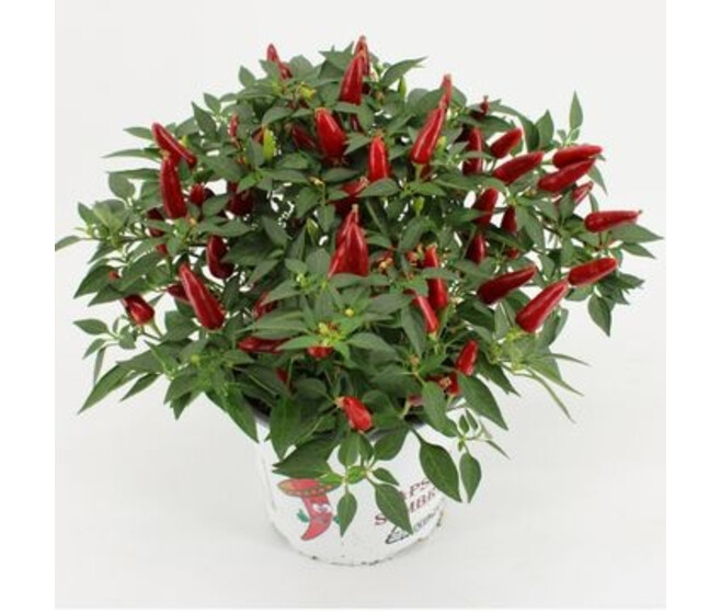 CAPSICUM SOMBRERO ROUGE