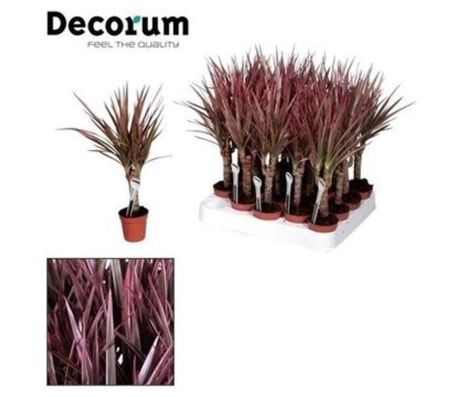 DRACAENA MARGINATA ROSE TIGE