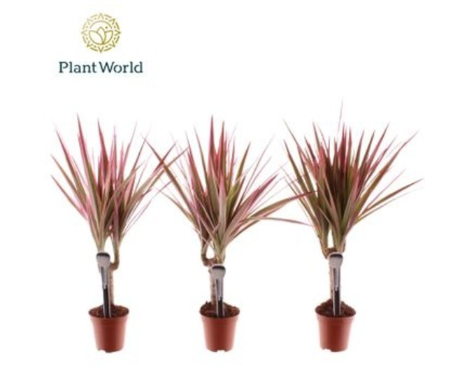 DRACAENA MARGINATA ROSE TIGE