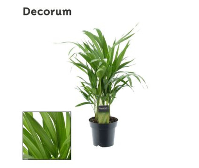 ARECA CHRYSALIDOCARPUS