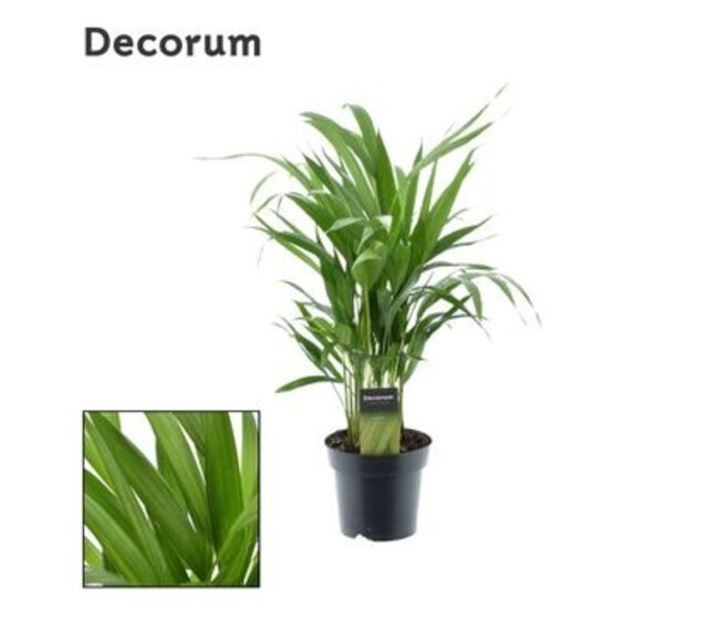 ARECA CHRYSALIDOCARPUS