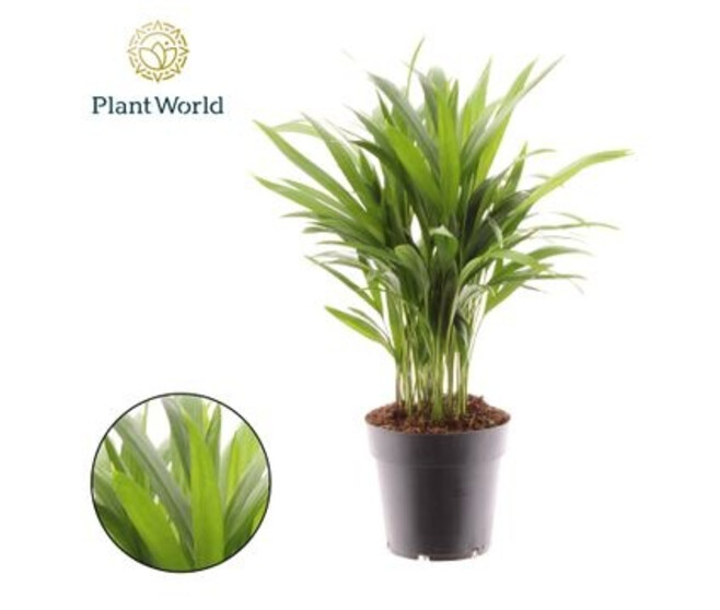 ARECA CHRYSALIDOCARPUS