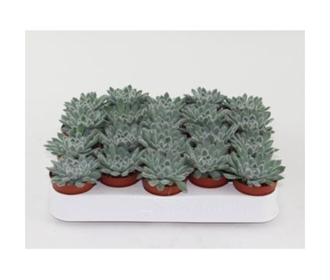 ECHEVERIA
