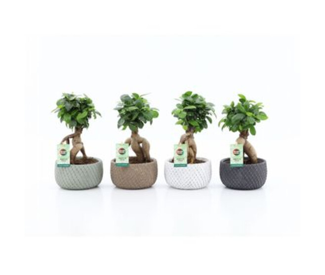 FICUS GINSENG CERAM