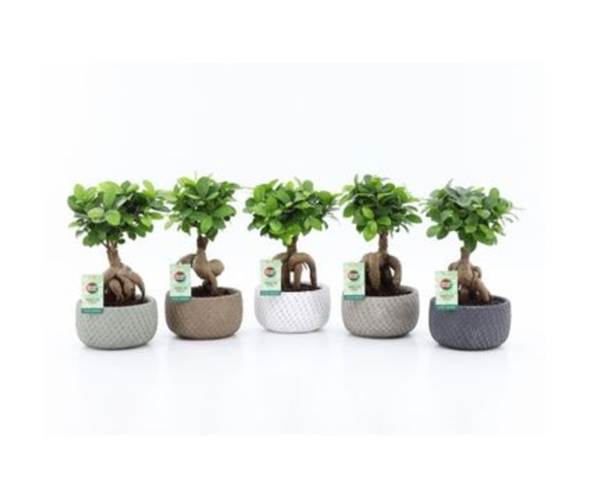 FICUS GINSENG CERAM