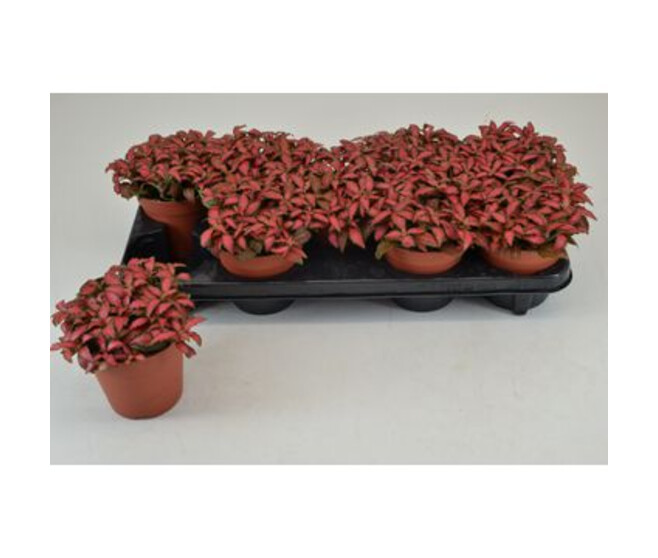 FITTONIA FOREST FLAME
