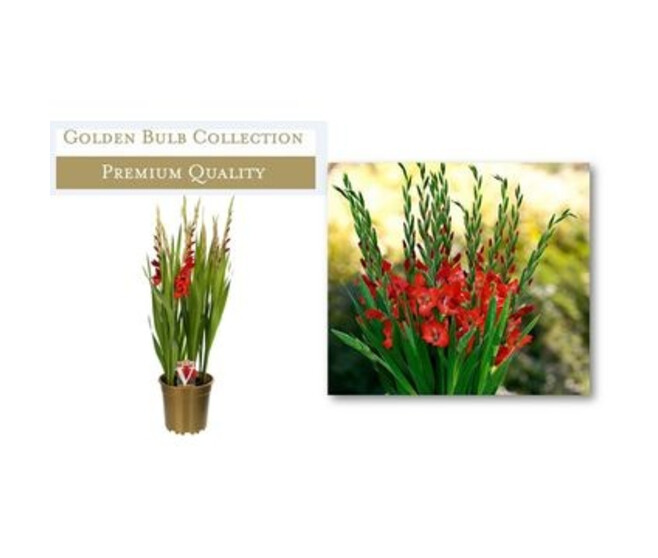 GLAIEUL GLAMINI PAUL ROUGE