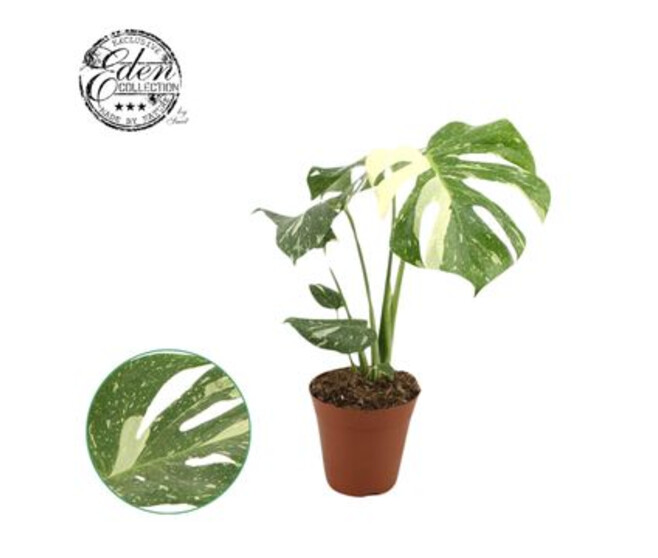 PHILODENDRON MONSTERA PANACHE