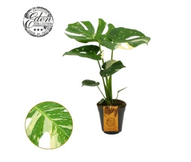 PHILODENDRON MONSTERA PANACHE