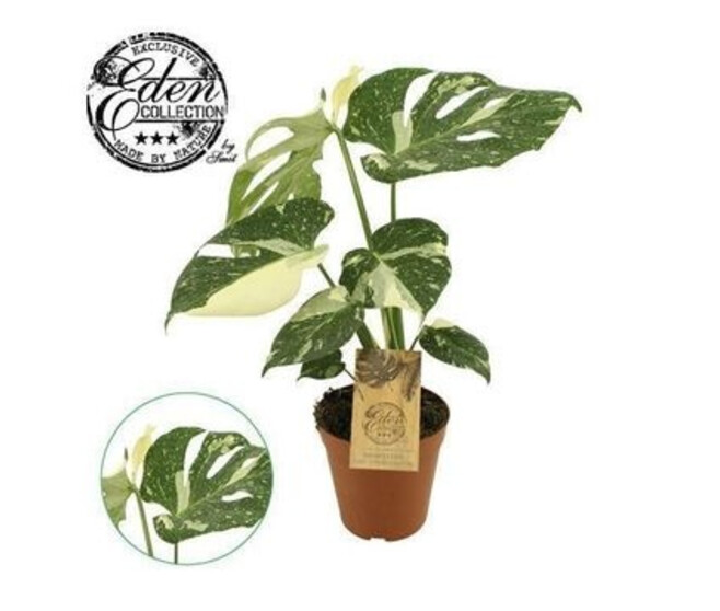 PHILODENDRON MONSTERA PANACHE