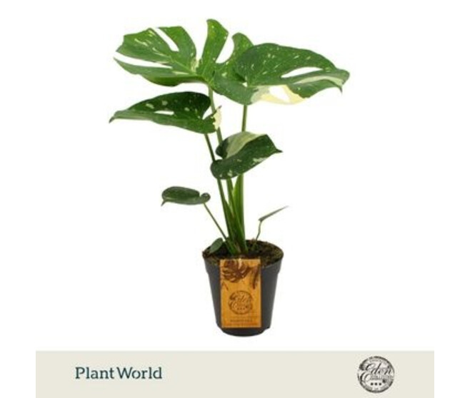 PHILODENDRON MONSTERA PANACHE