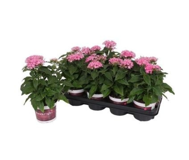 PENTAS BEEBRIGHT ROSE