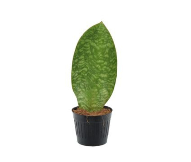 SANSEVIERIA WHALE