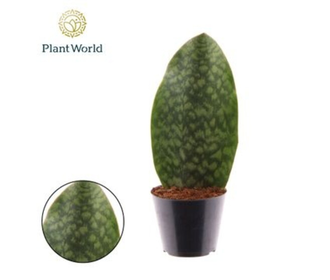 SANSEVIERIA WHALE