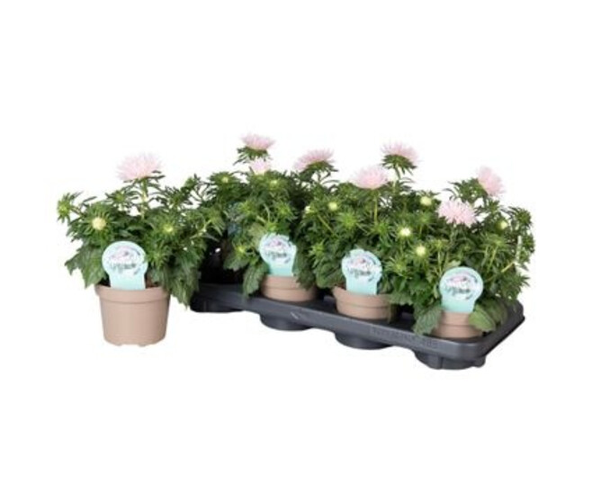 REINE MARGUERITE ROSE