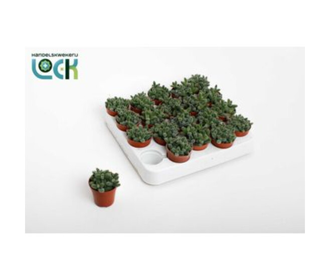 DELOSPERMA ECHINATUM
