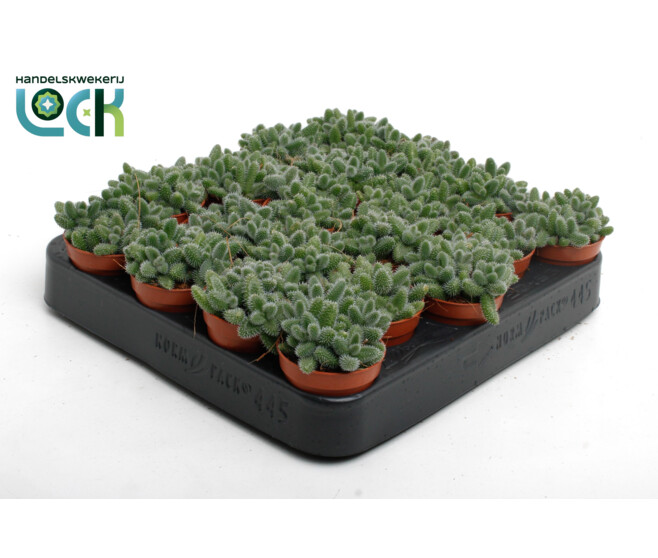 DELOSPERMA ECHINATUM