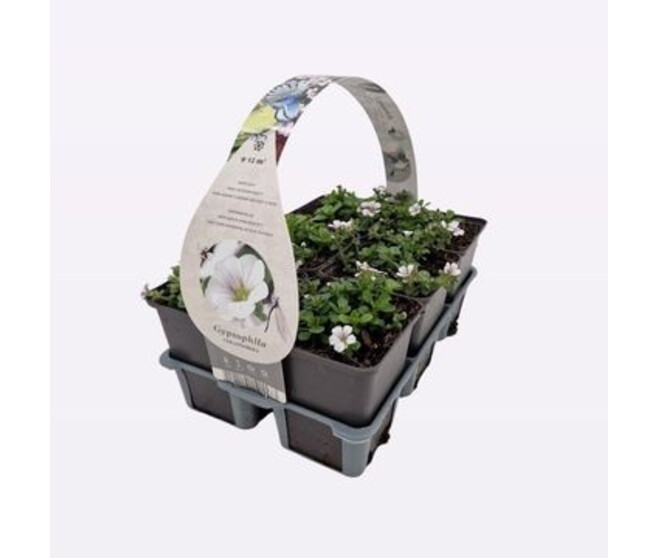 GYPSOPHILA PACKX6