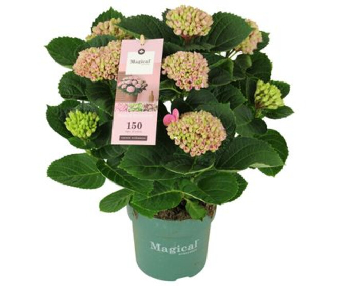 HORTENSIA 5FL ROSE MAGICAL
