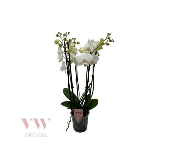 PHALAENOPSIS 6BR BLANC