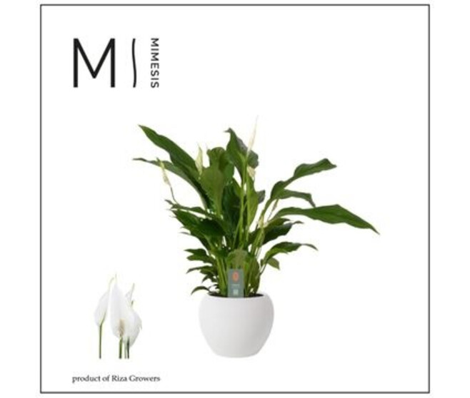 SPATHIPHYLLUM STRAUSS CERAM