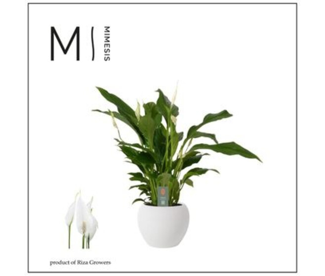SPATHIPHYLLUM STRAUSS CERAM
