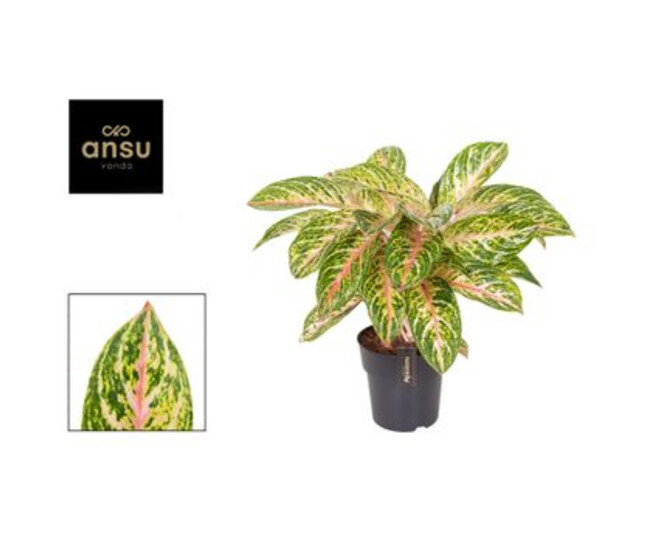 AGLAONEMA COCOMELON