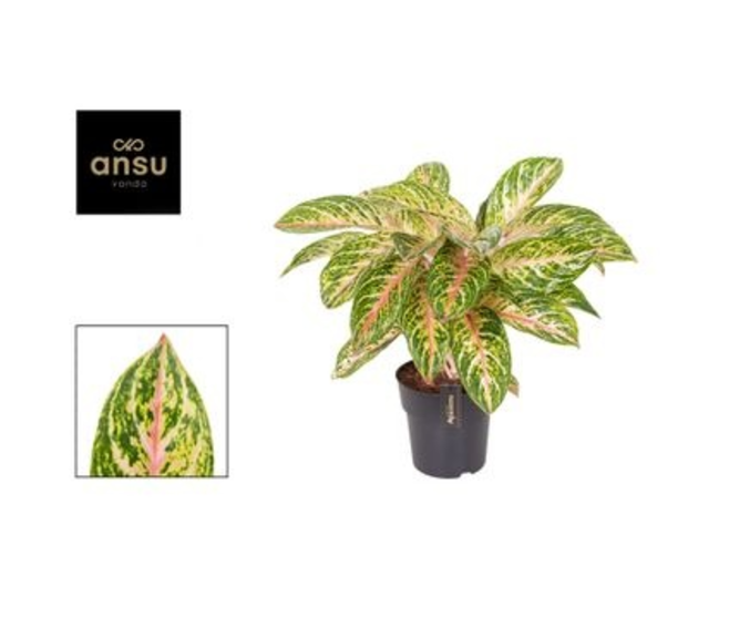 AGLAONEMA COCOMELON