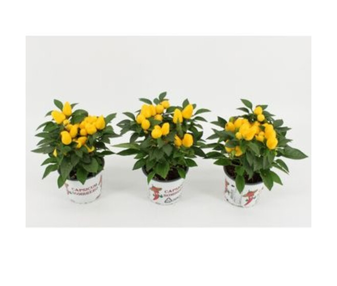 CAPSICUM SOMBRERO JAUNE