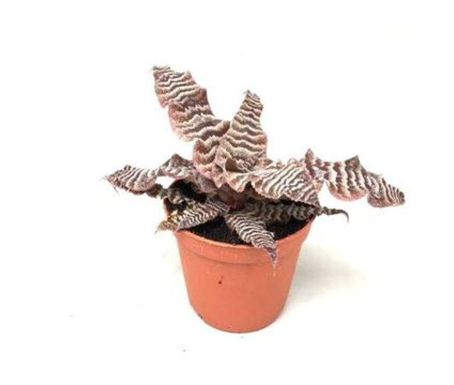 CRYPTANTHUS ZONATUS