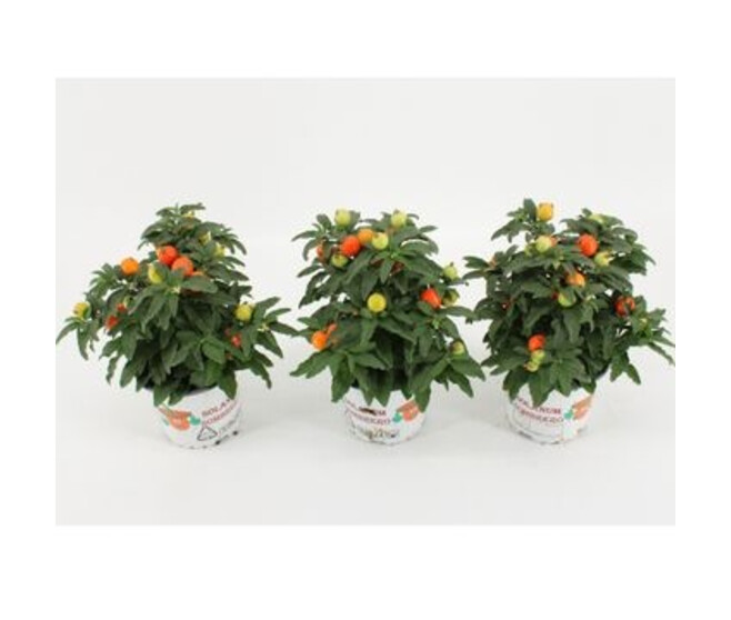 SOLANUM THORINO