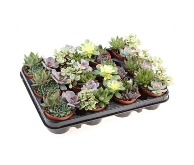 SUCCULENTE VARIEE