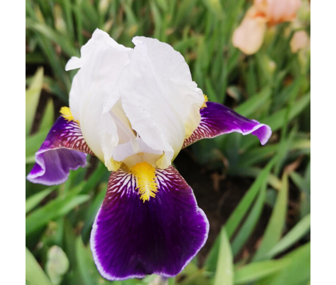 IRIS GERMANICA WABASH