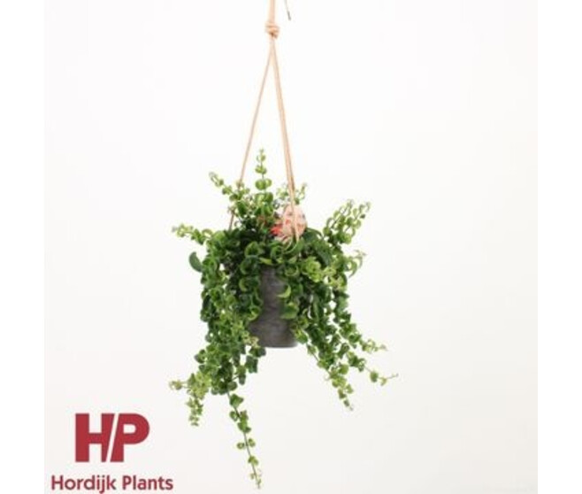 AESCHYNANTHUS RASTA SUSP