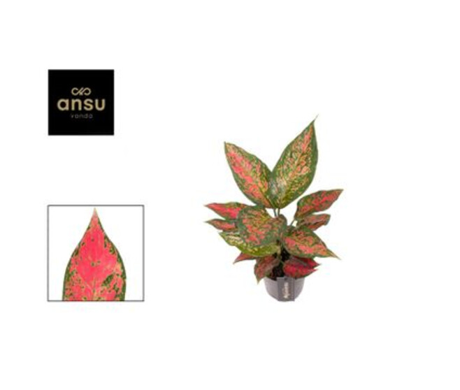AGLAONEMA