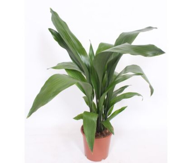 ASPIDISTRA ELATIOR
