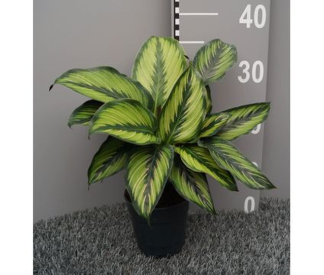 CALATHEA