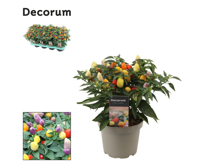 CAPSICUM DAYLIGHT