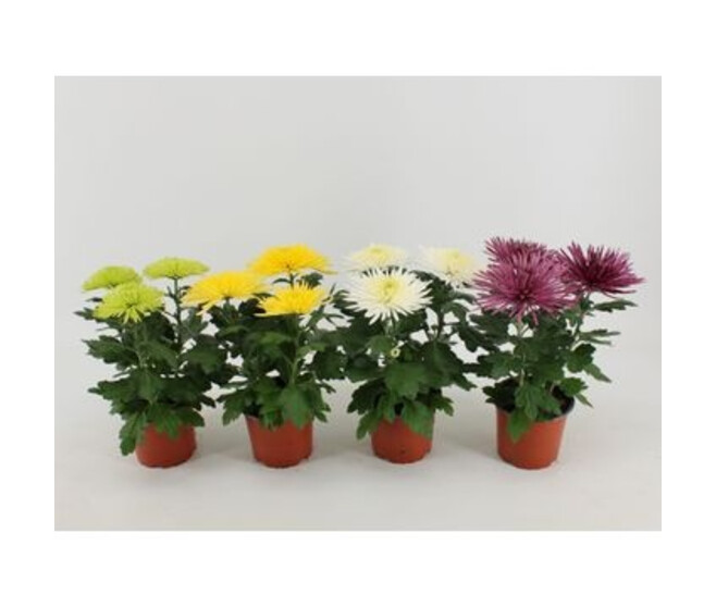 DENDRANTHEMA 3PP ANASTASIA VARIE