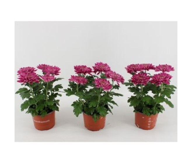 DENDRANTHEMA 5PP DESNA ROSE