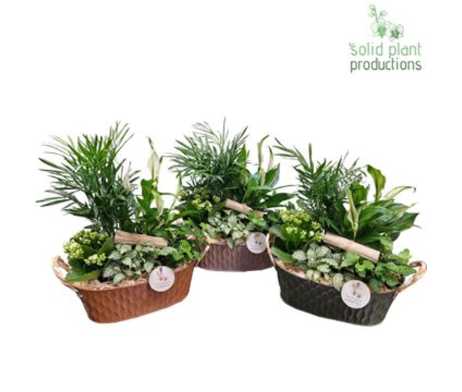 COMPO 5 PLANTES ZINC