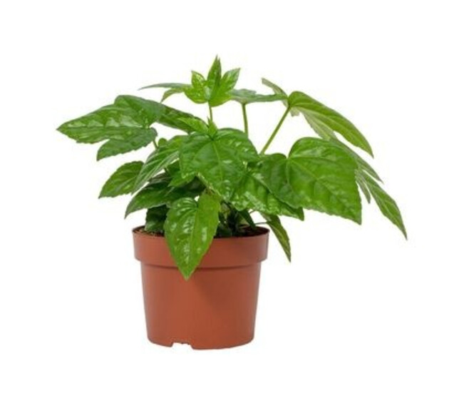 ARALIA JAPONICA