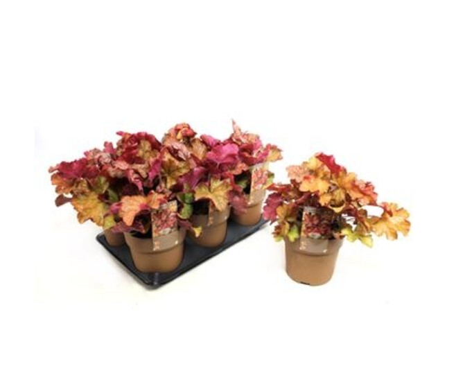 HEUCHERA