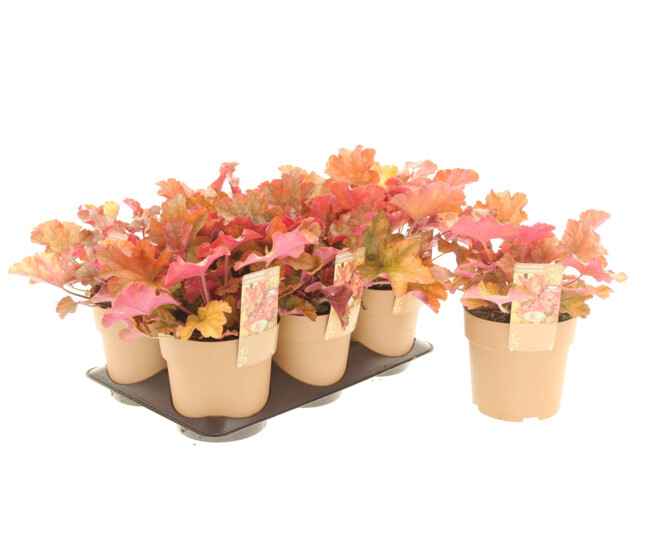 HEUCHERA