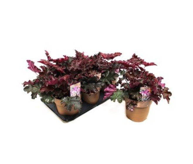 HEUCHERA PURPLE PETTICOAT