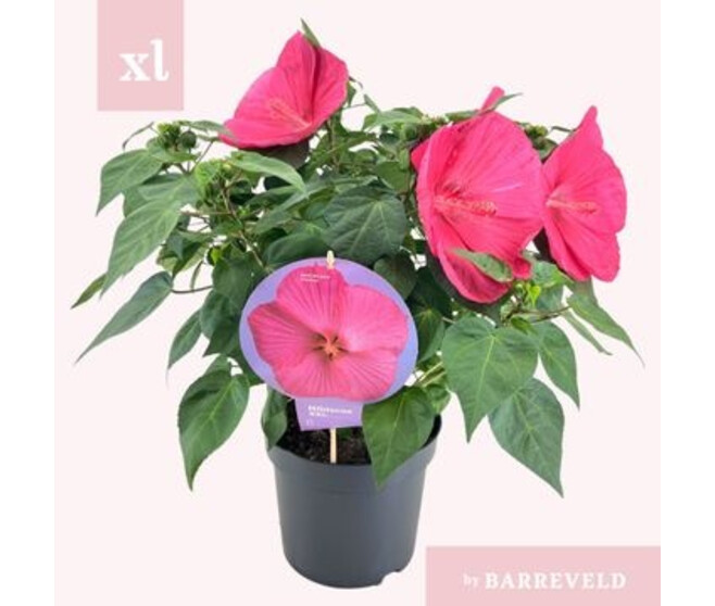 HIBISCUS MOSCHEUTOS MAGENTA