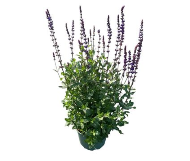 SAUGE NEMEROSA
