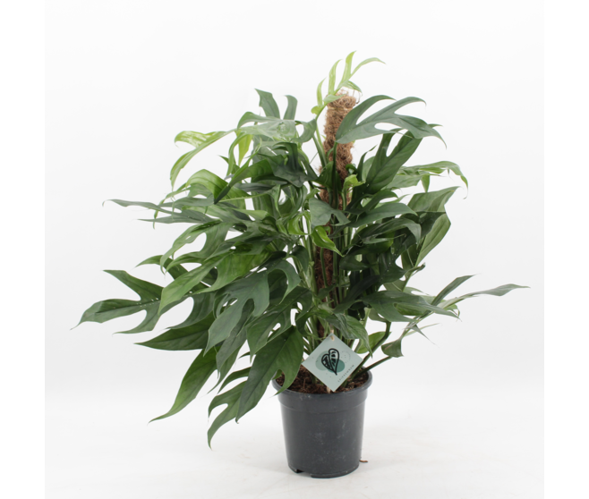 SCINDAPSUS PINNATUM TM