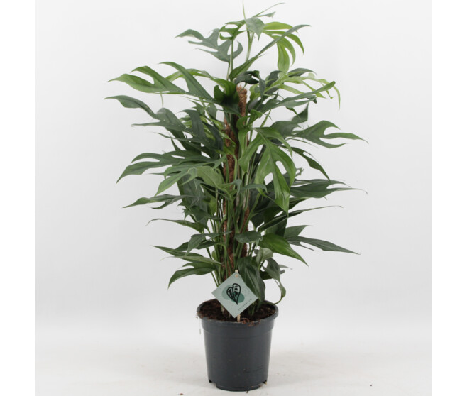 SCINDAPSUS PINNATUM TM