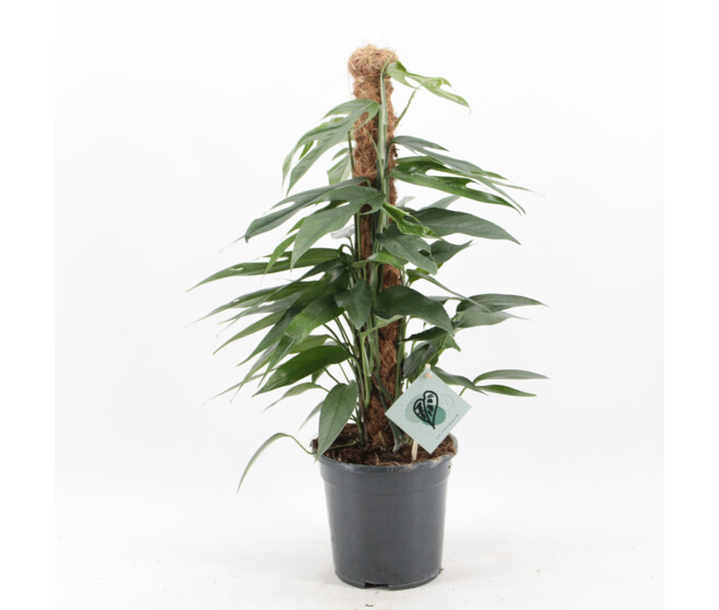 SCINDAPSUS PINNATUM TM
